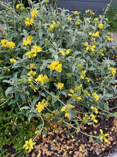 Phlomis anitolica- Jerusalem Sage (Yellow)