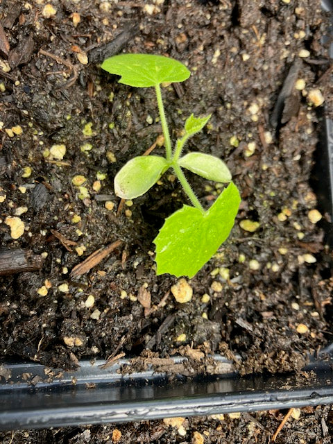 Melon- 'Mouse Melon' Cucamelon
