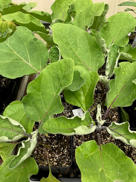 Eggplant - Rosa Bianca