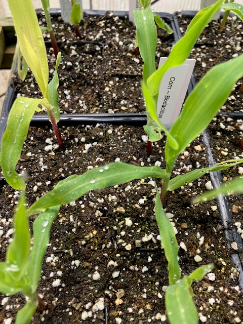 Corn - Bodacious