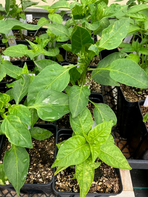 Pepper - HOT Scotch Bonnet