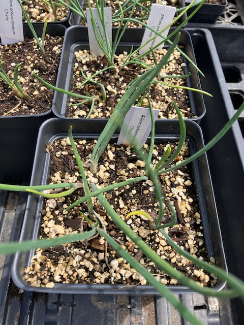 Allium schoenoprasum -  Chives