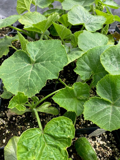Winter Squash - Delicata