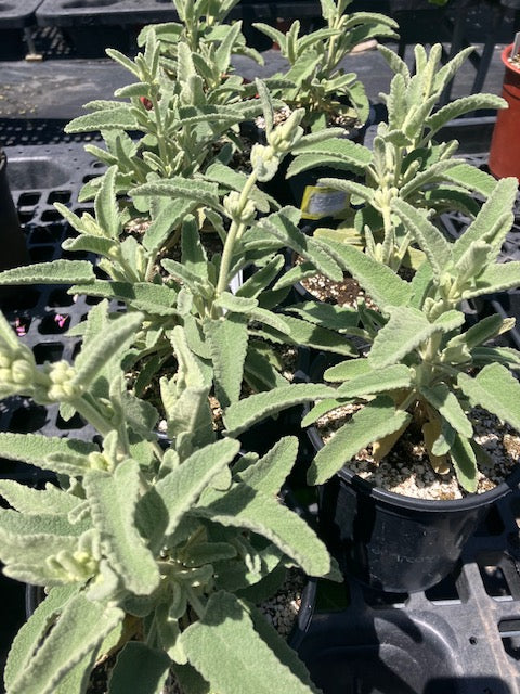 Phlomis purpurea - Lilac Jerusalem Sage