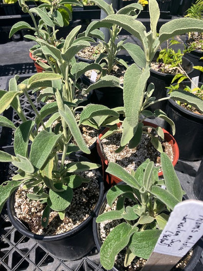 Phlomis anitolica- Jerusalem Sage (Yellow)