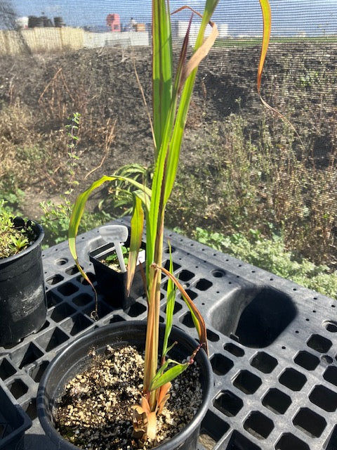 Cymbopogon flexuosus -  Lemon Grass
