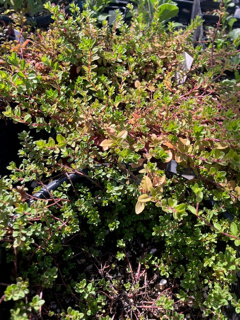 Thymus praecox - Creeping Thyme