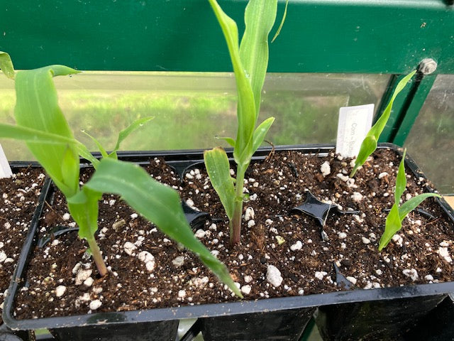 Corn - Buttergold