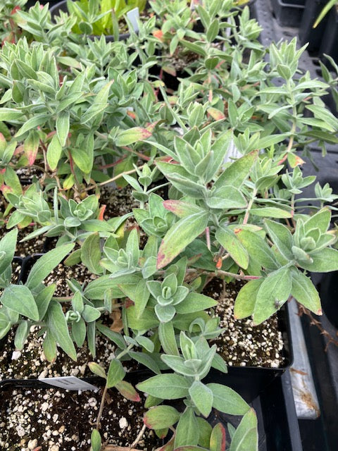 Epilobium canum - California Fuchsia