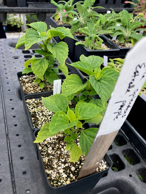 Salvia splendens -'Estella Purple' Container Salvia