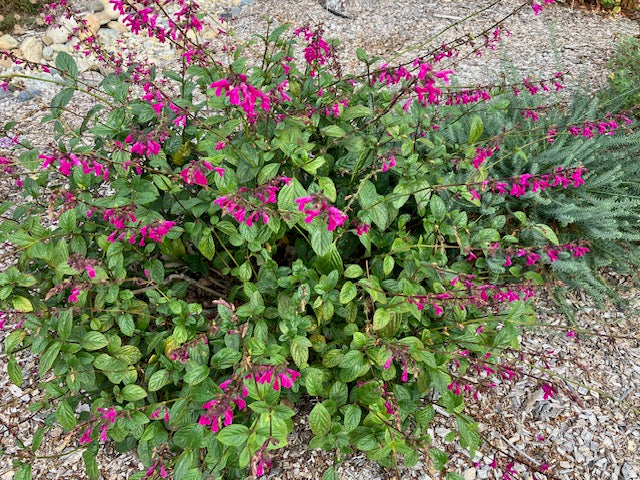 Salvia chiapensis - Chiapas Sage