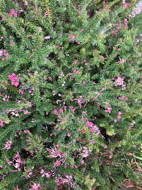 Grevillea lanigera 'Mt. Tamboritha' - Low Growing Grevillea