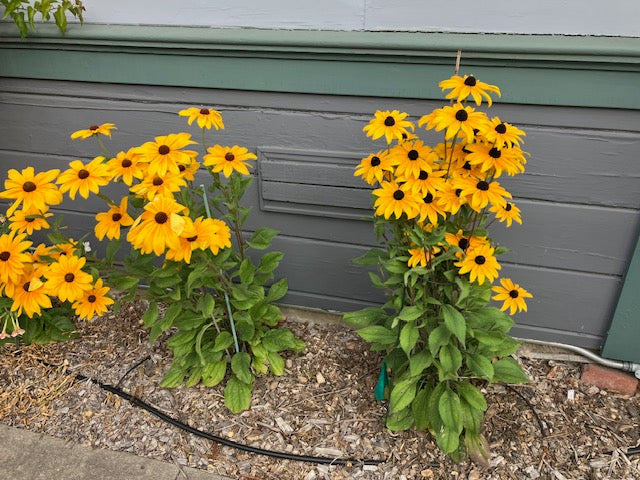 Rudbeckia hirta - Black Eyed Susan