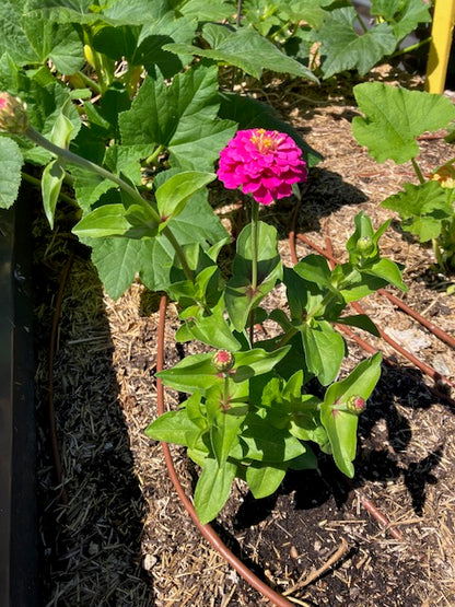 Zinnia elegans - 'Cha-Cha-Cha' Butterfly Zinnias