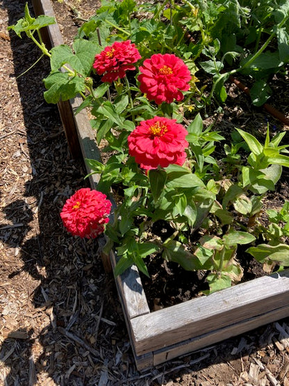 Zinnia elegans - 'Cha-Cha-Cha' Butterfly Zinnias