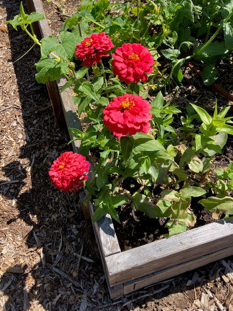 Zinnia elegans - 'Cha-Cha-Cha' Butterfly Zinnias