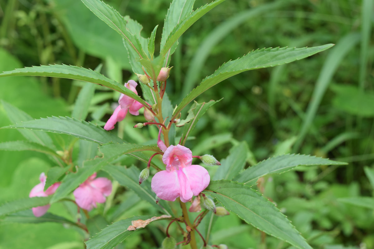 Impatiens balsamina -Touch-Me-Not