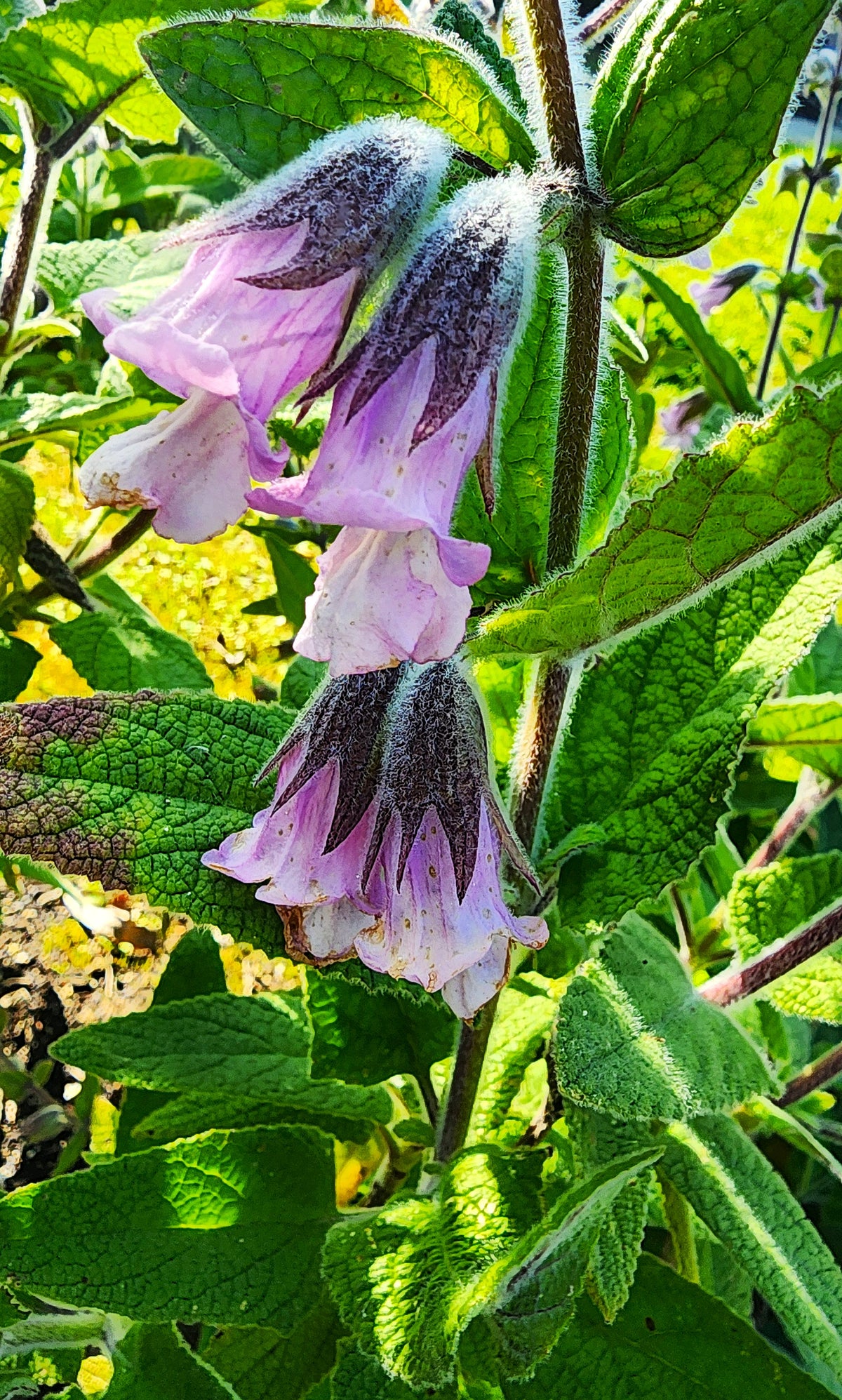 Lepechinia fragrans - Pitcher Sage
