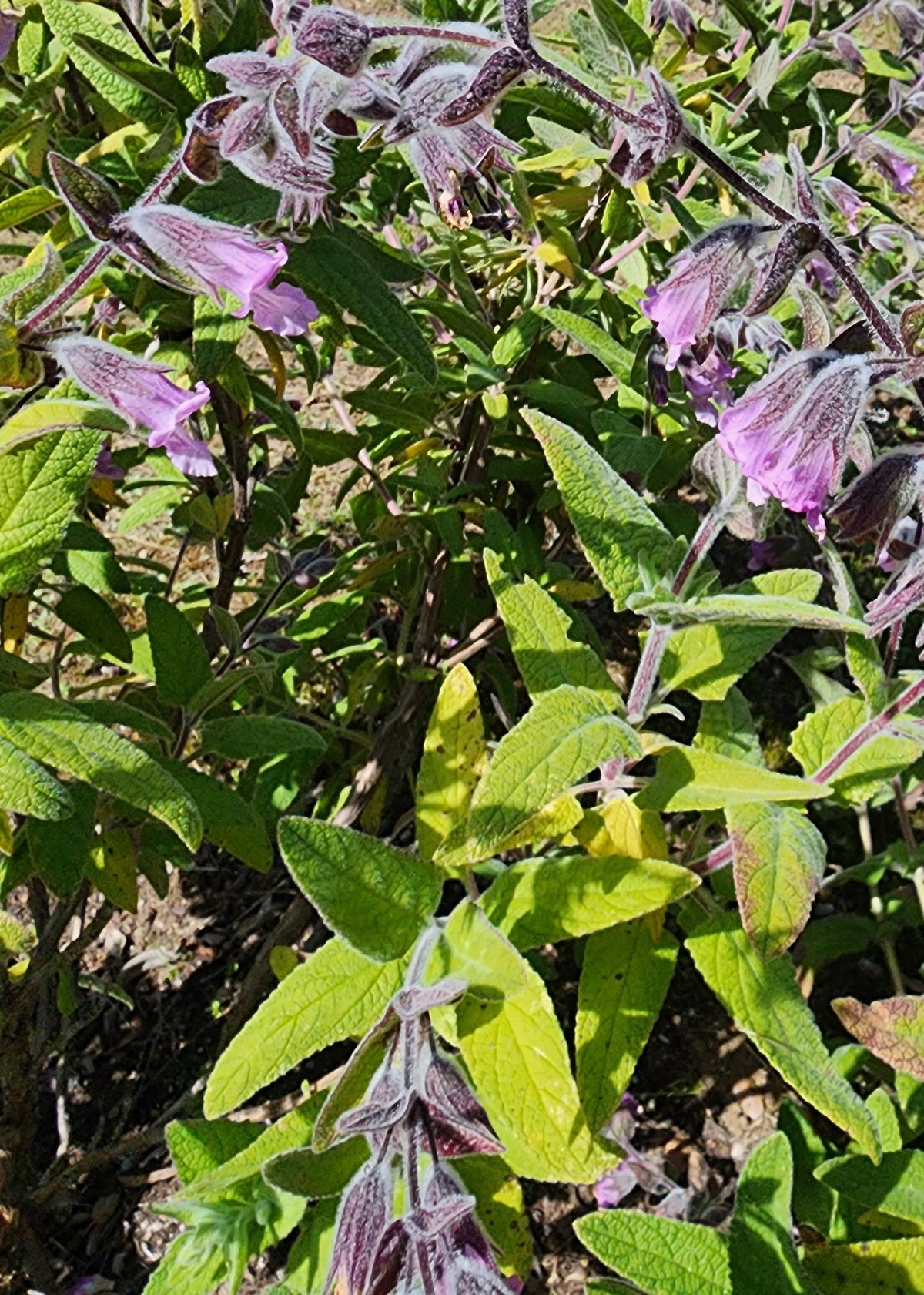 Lepechinia fragrans - Pitcher Sage
