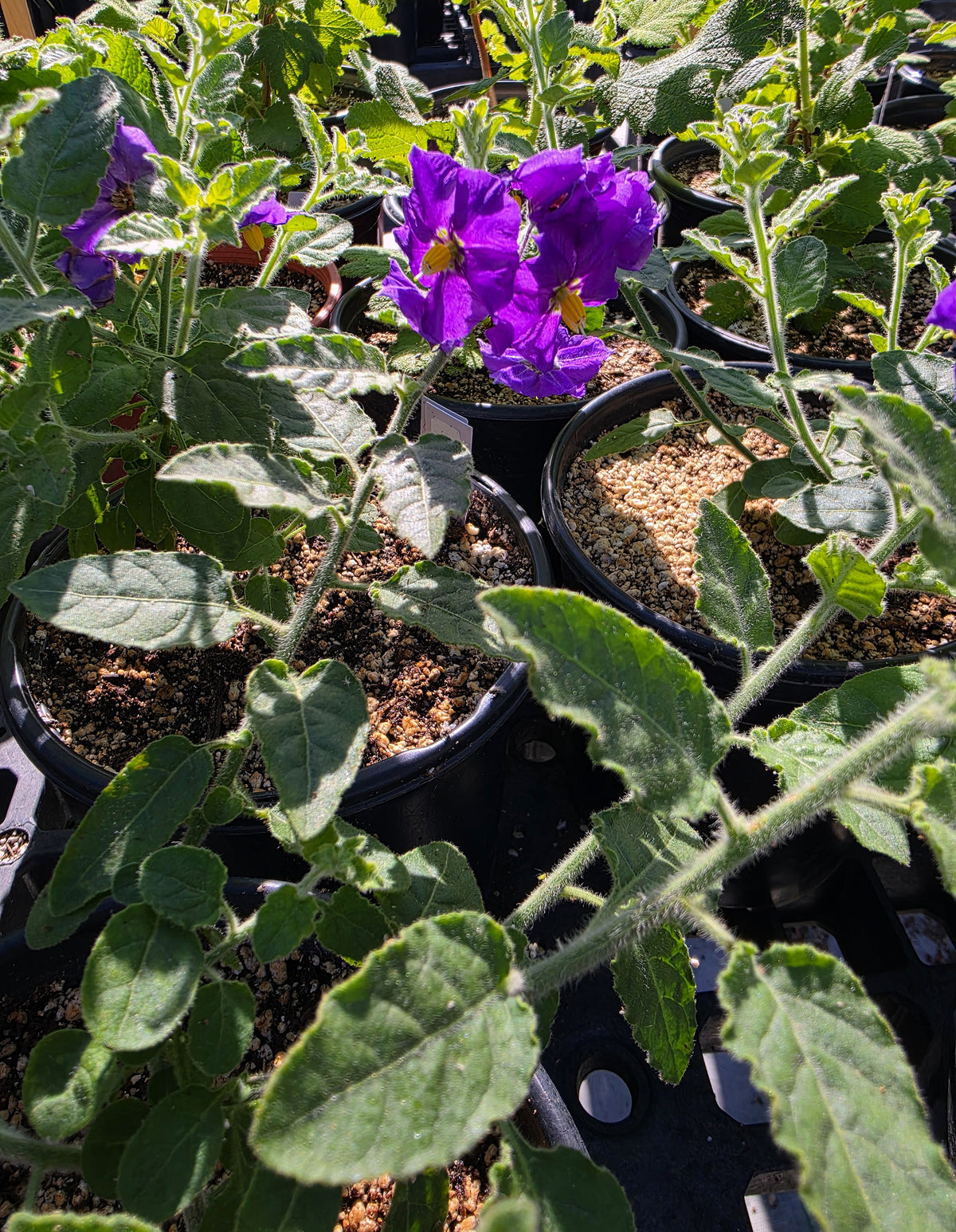 Solanum zanti - 'Mountain Pride Nightshade'