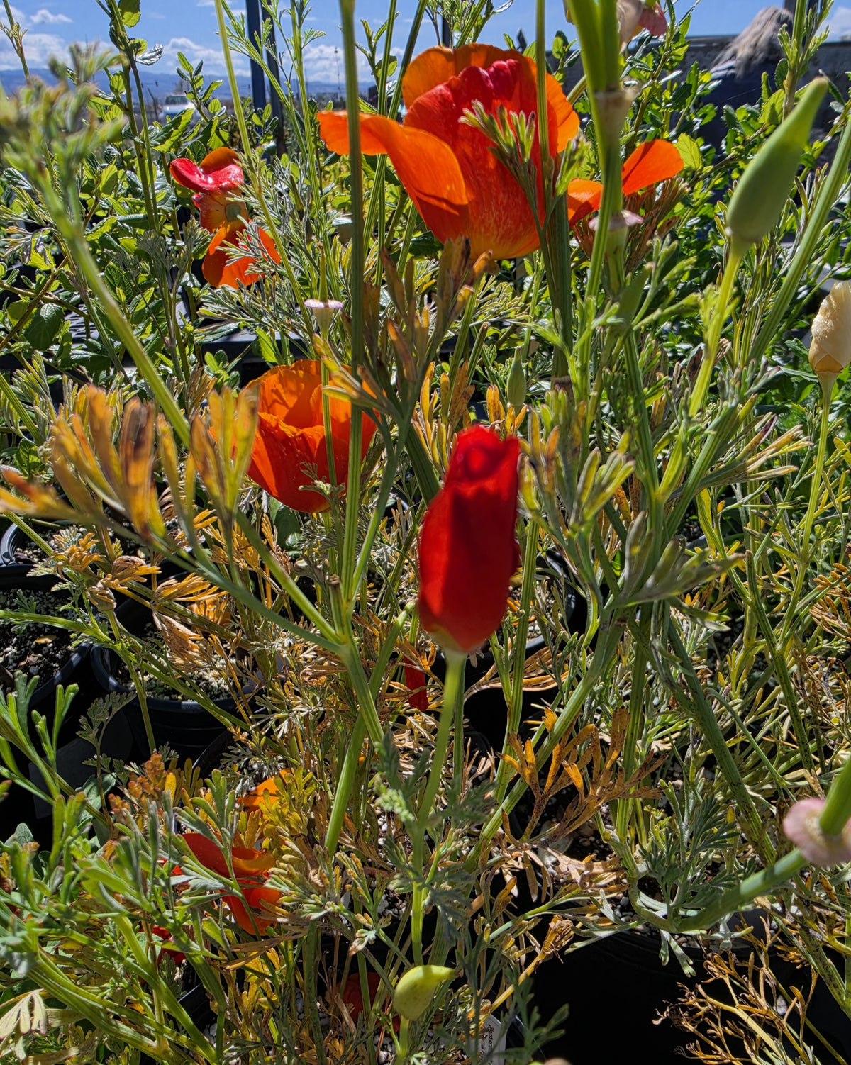 Eschscholzia californica - California Poppy- "Mahogany Red"