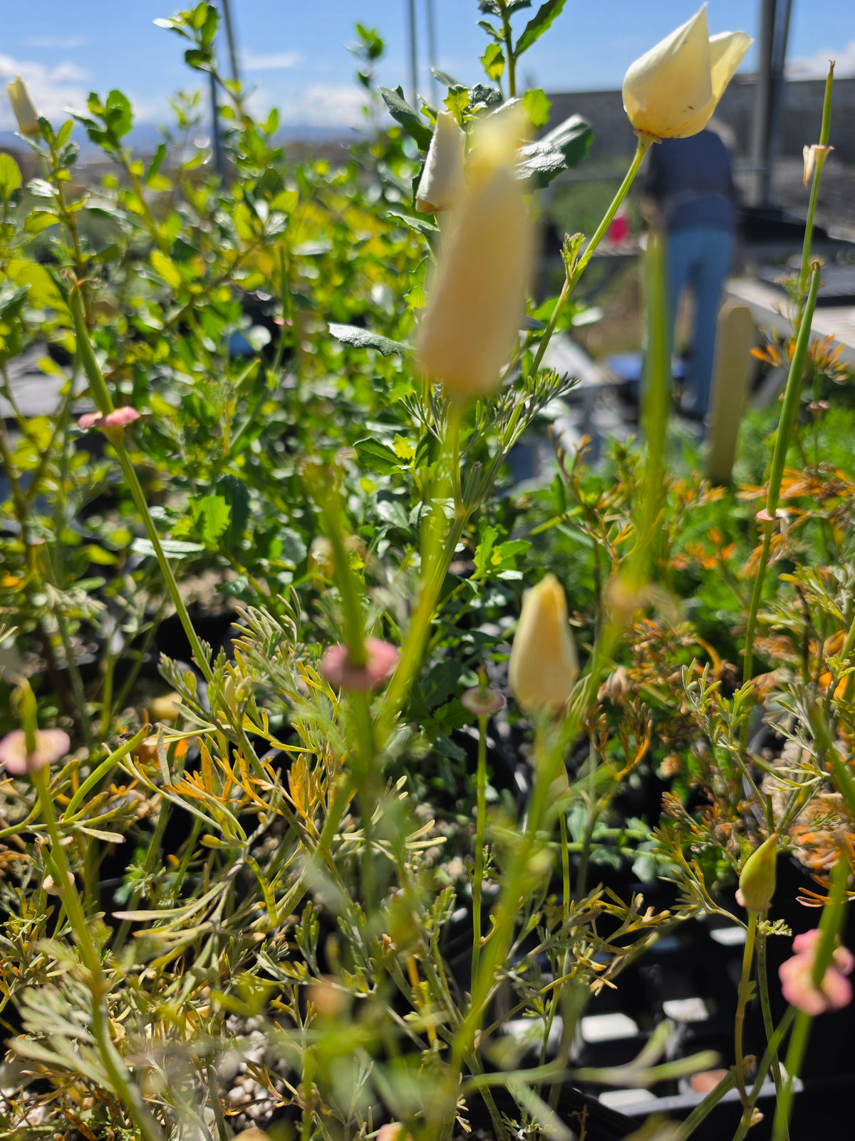 Eschscholzia californica - California Poppy- "Moonglow"