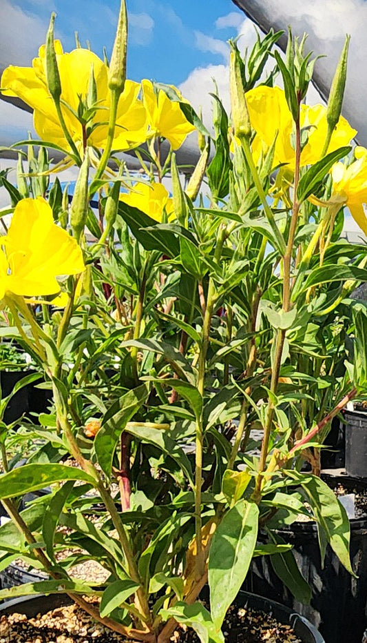 Oenothera elata ssp. hookeri "Hooker's Evening Primrose"