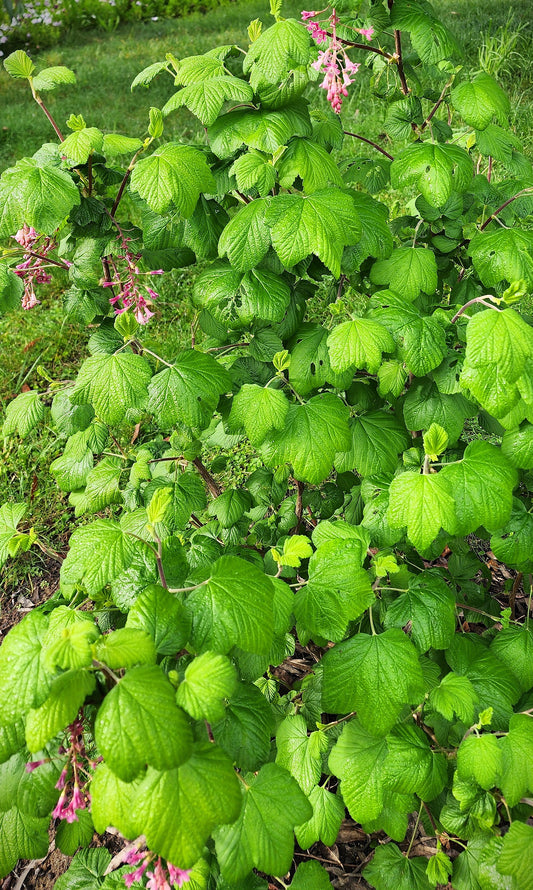 Ribes sanguineum 'Claremont'