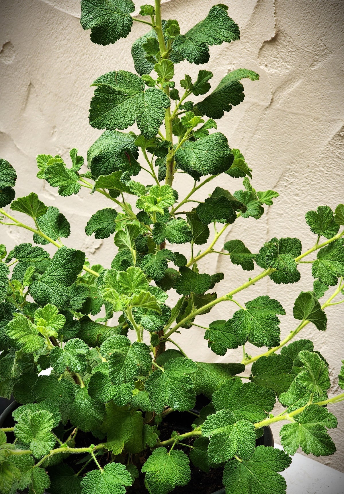 Ribes malvaceum Rana White - 'White Chaparral Current'
