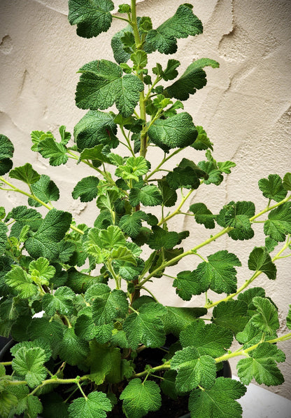 Ribes malvaceum Rana White - 'White Chaparral Current'