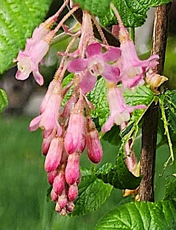 Ribes sanguineum 'Claremont'