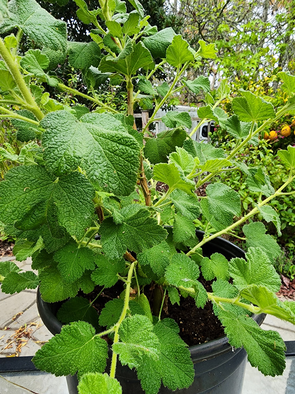 Ribes malvaceum Rana White - 'White Chaparral Current'