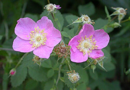 Rosa californica - 'California Wild Rose'