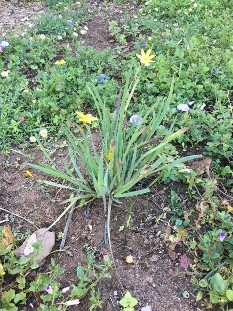 Sisyrinchium californicum - Yellow-Eyed Grass