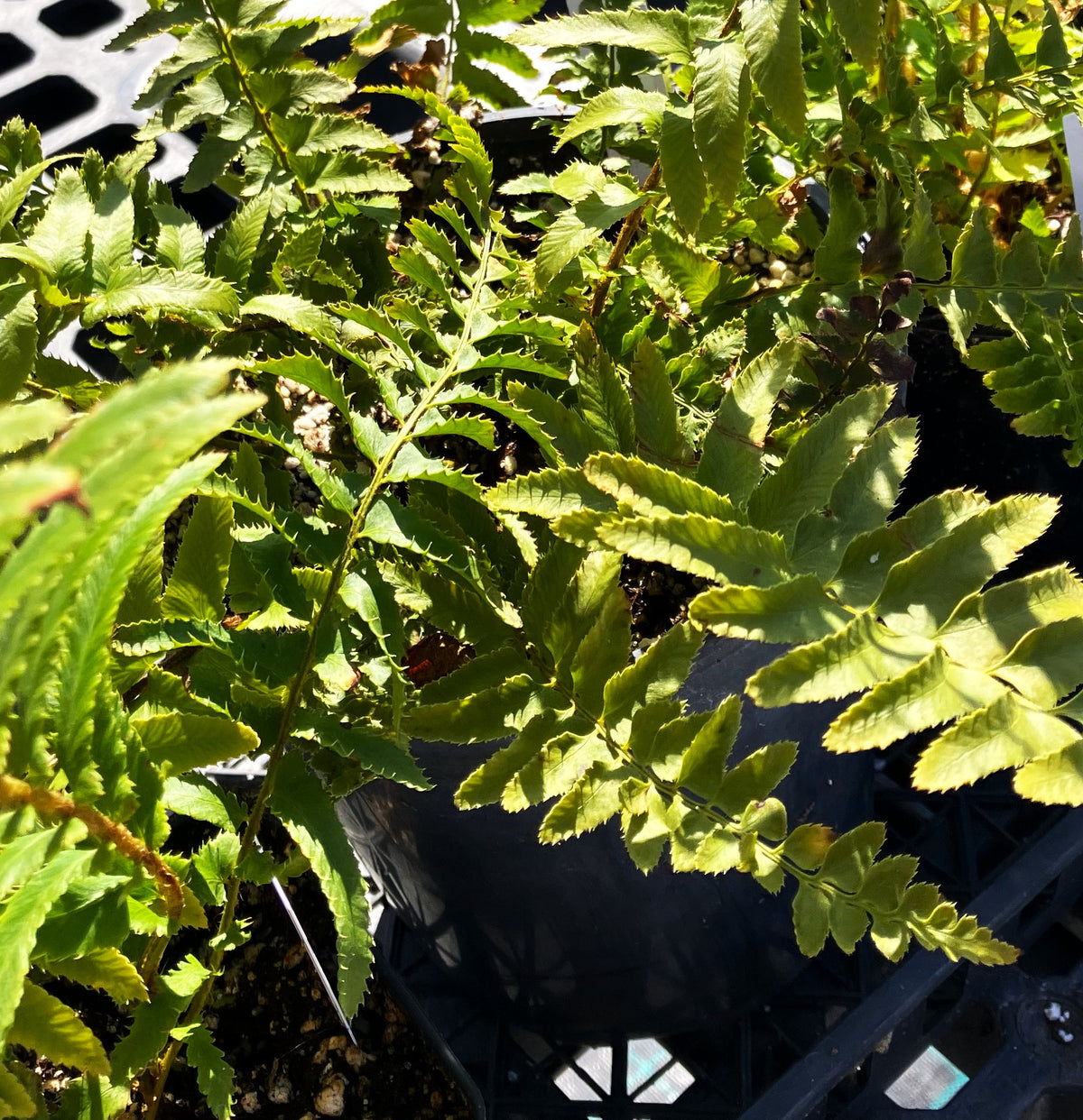 Polystichum munitum 'Western Sword Fern'