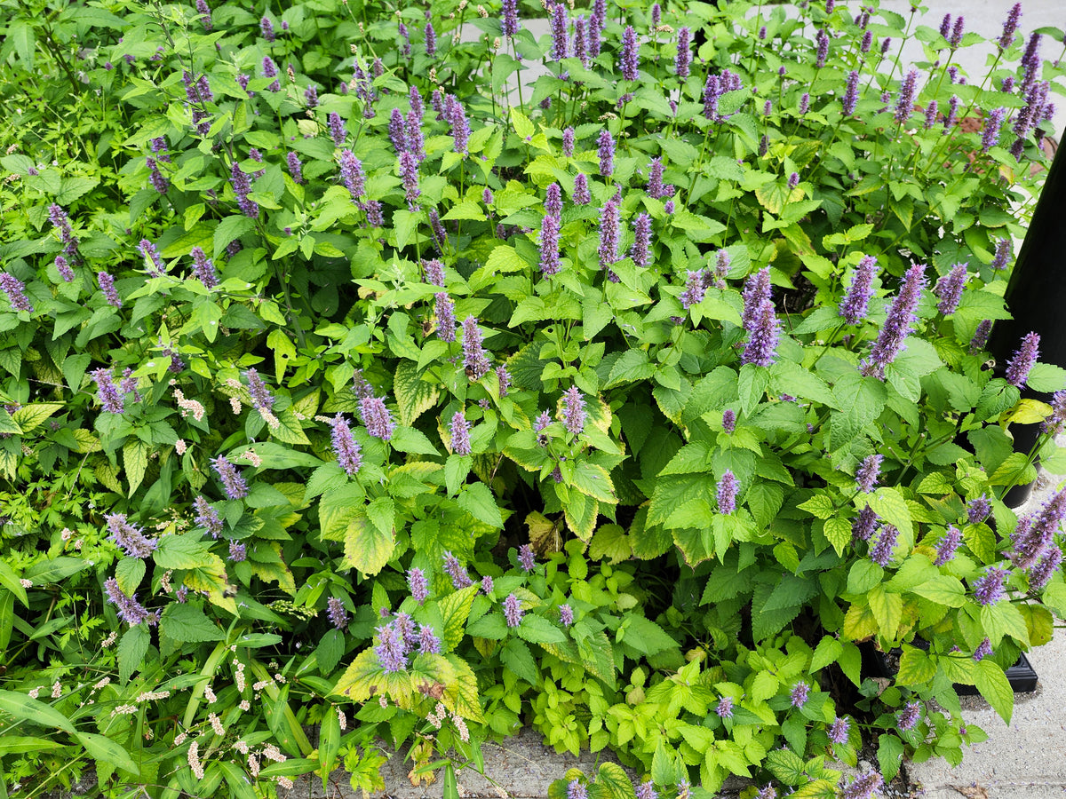 Agastache foeniculum - Anise Hyssop