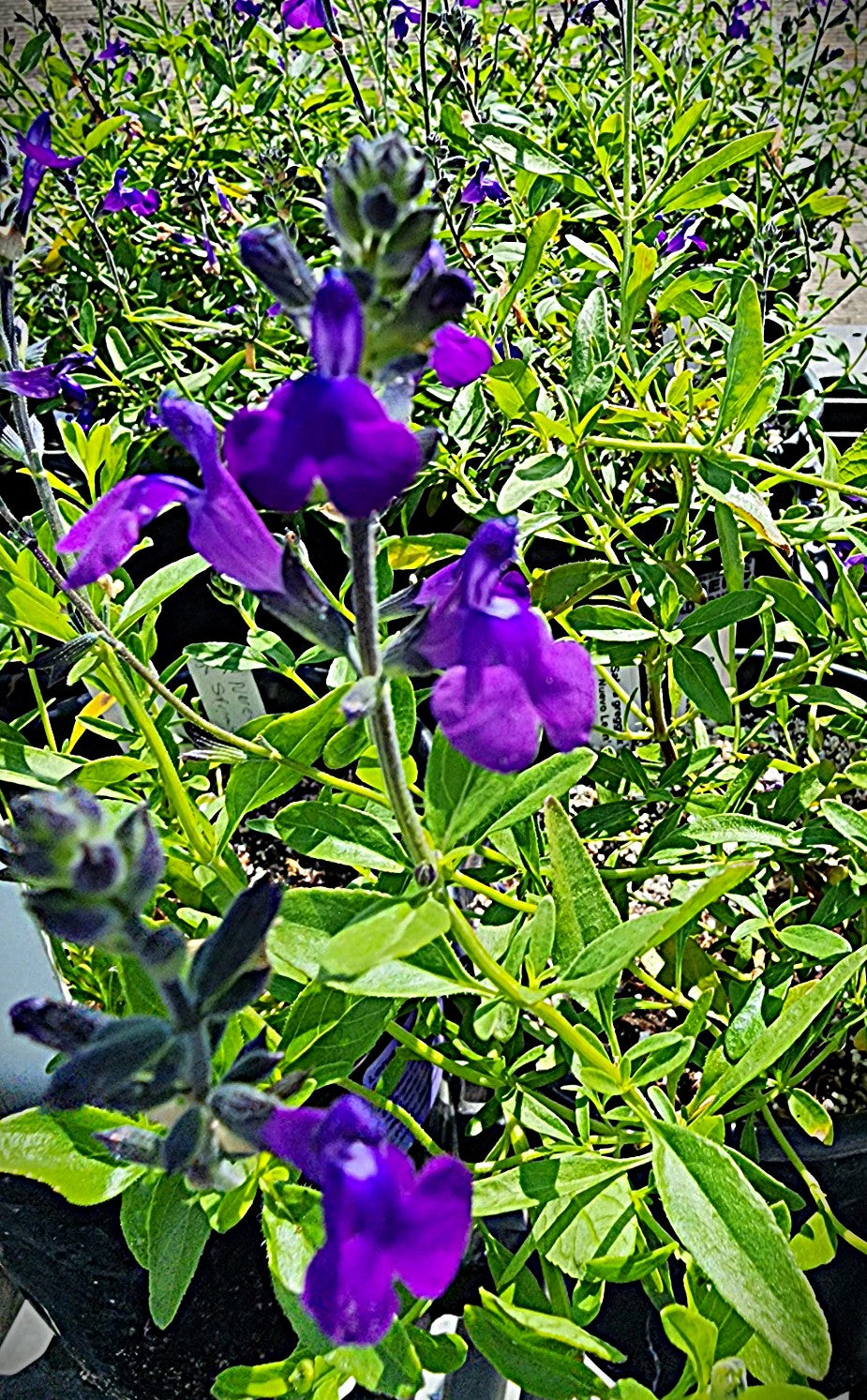 Salvia greggii 'Nuevo Leon'