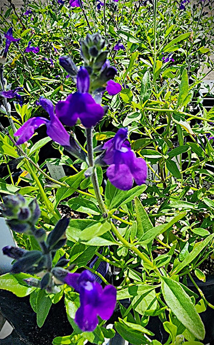 Salvia greggii 'Nuevo Leon'
