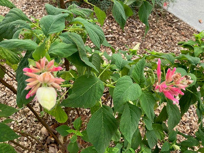Salvia wagneriana - Wagner's Salvia - plant with pink and white flowers and green leaves on a natural background