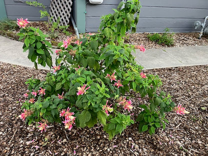 Salvia wagneriana - Wagner's Salvia Flowering bush with pink blooms and green leaves in a garden setting.