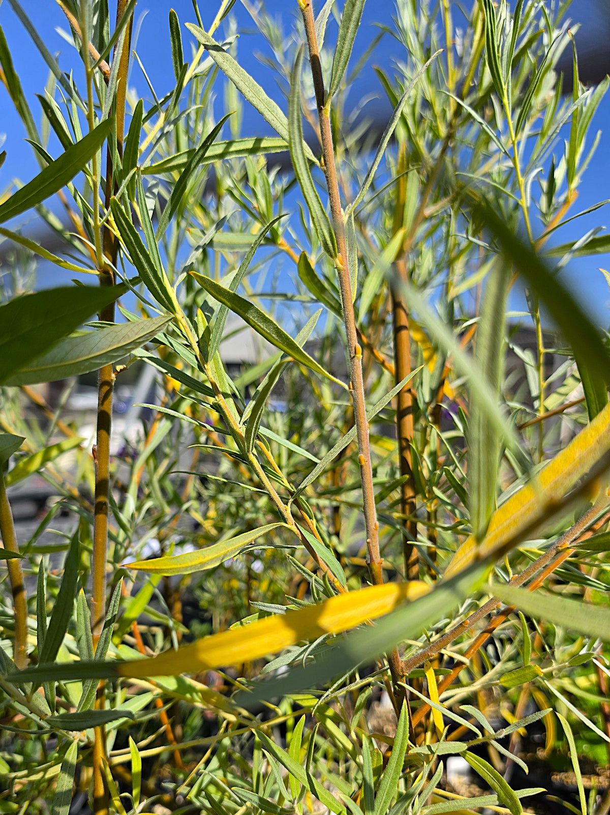 Salix exigua - Sandbar Willow