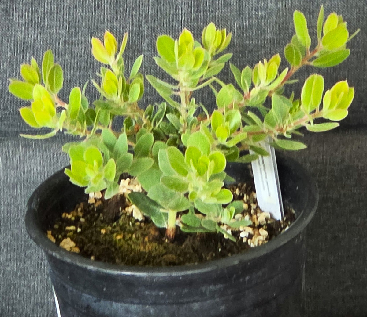 Arctostaphylos pumila - Sandmat Manzanita