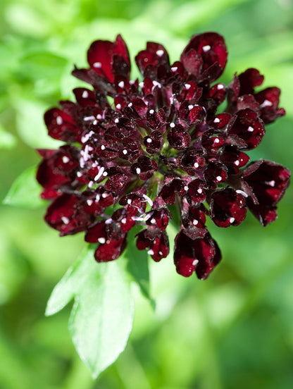 Scabiosa atropurpurea 'Dark Night'