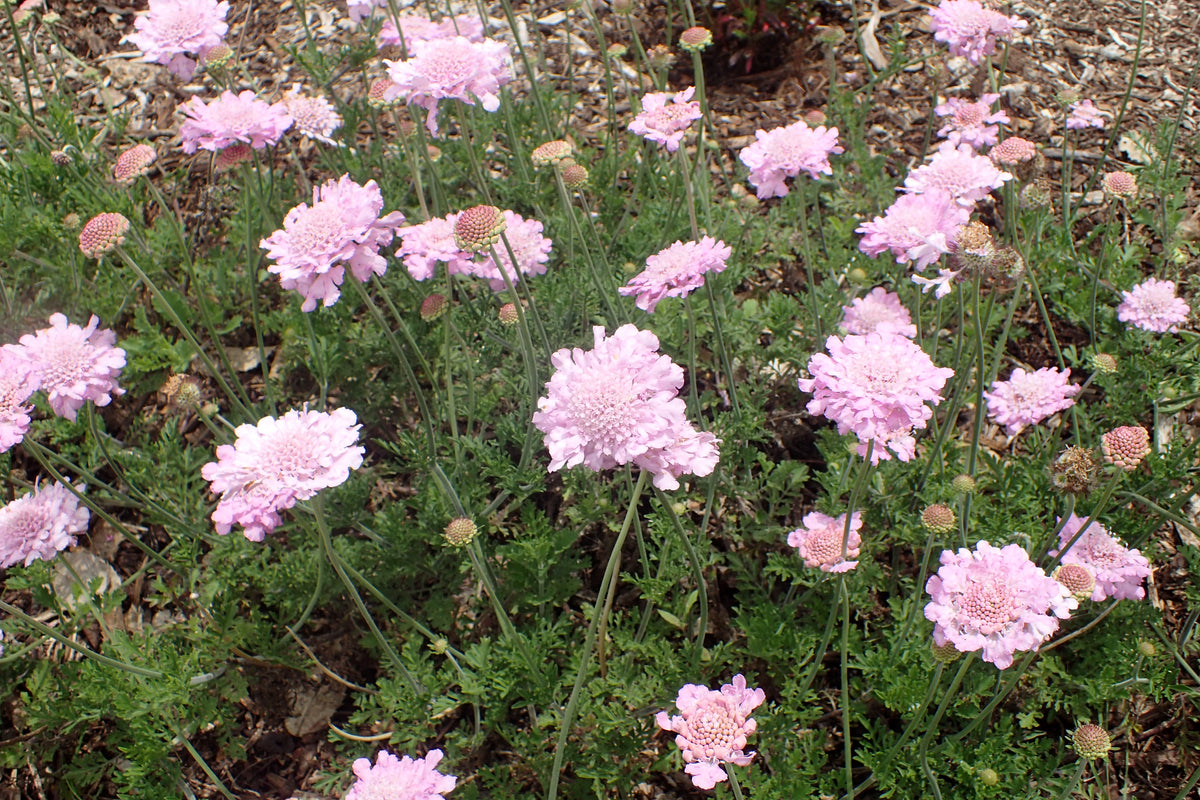 Scabiosa atropurpurea - Pincushion Flower Triple Berry Mix