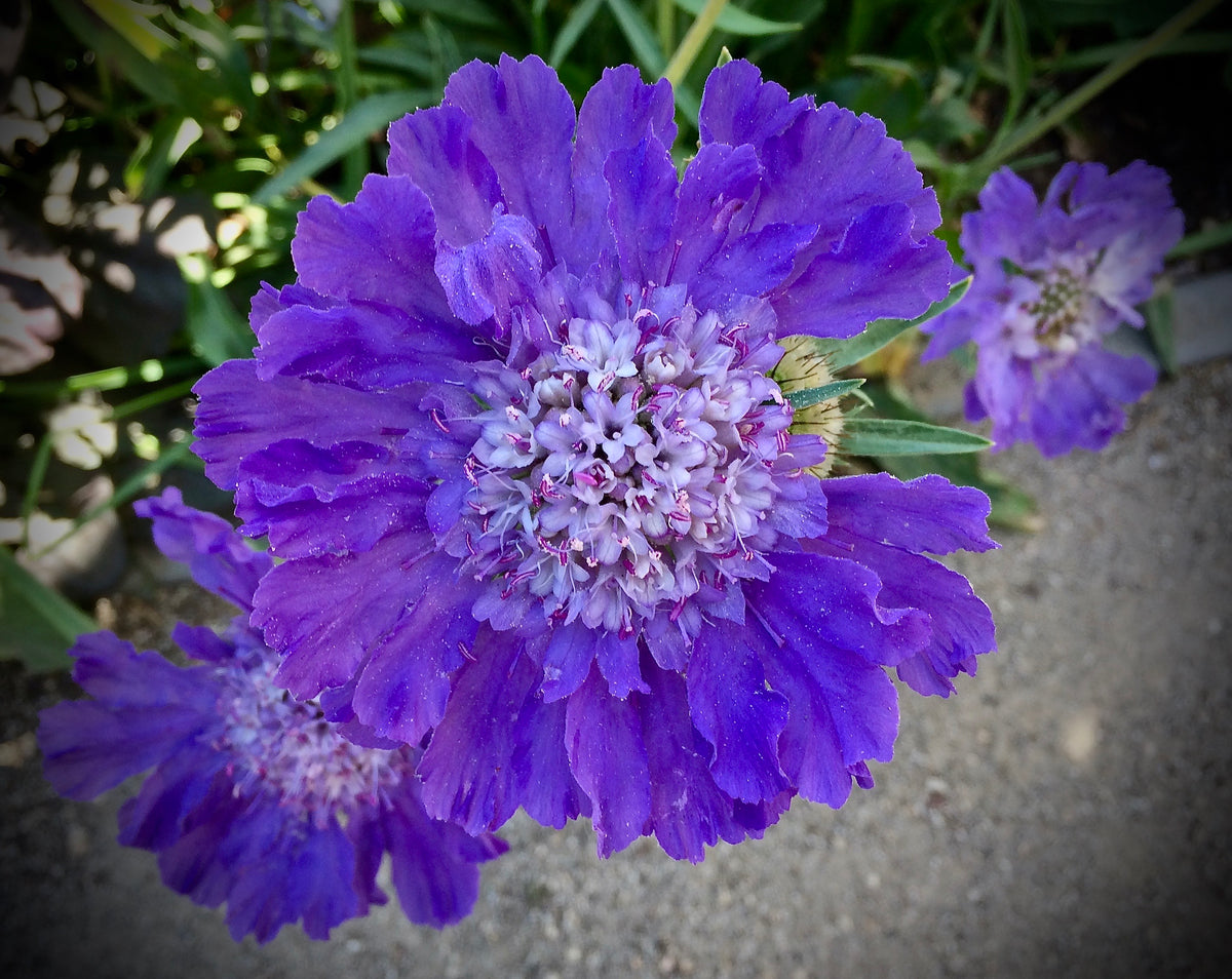 Lomelosia caucasica- Scabiosa Fama Blue