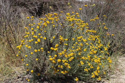 Eriophyllum staechaedifollium "Lizard Tail"