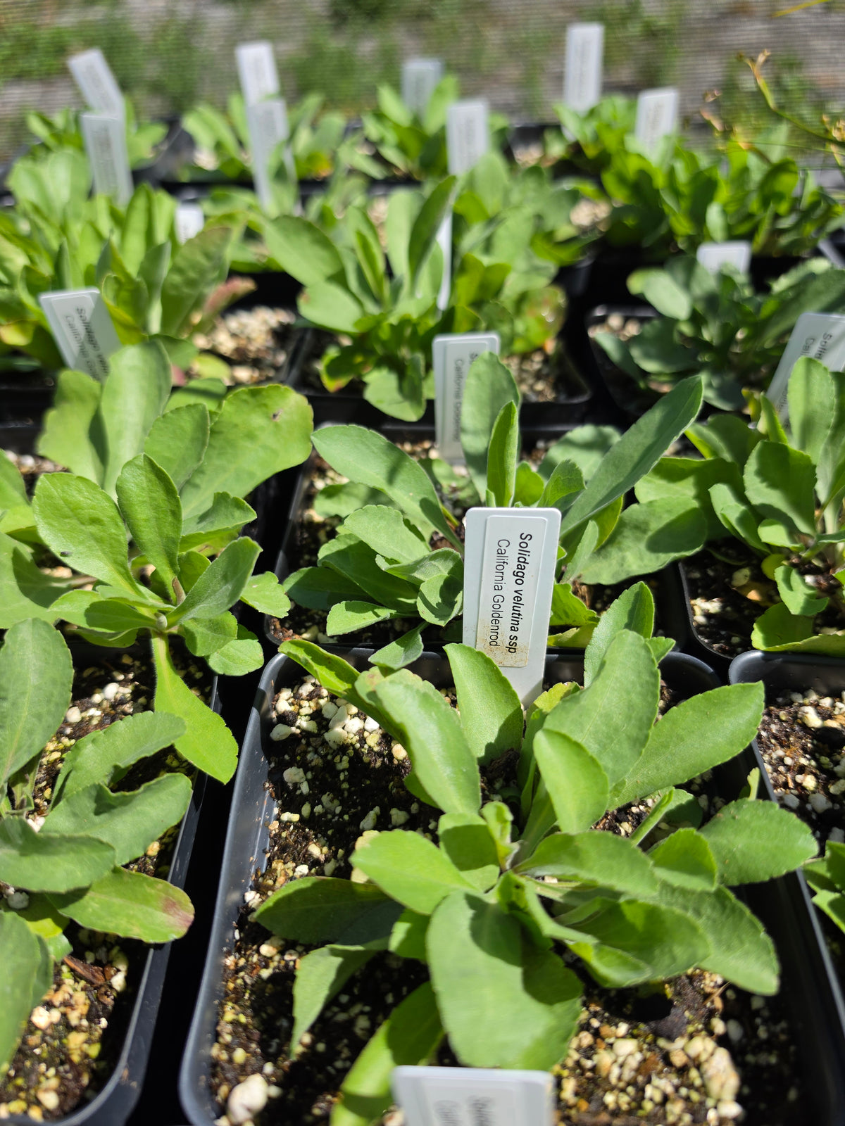 Solidago velutins ssp. californica 'California Goldenrod'