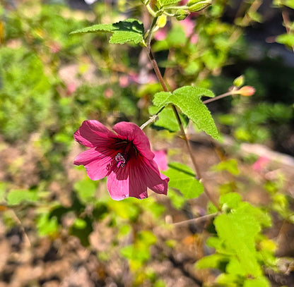 Anisodontea x  ' Tara's Cape Mallow'