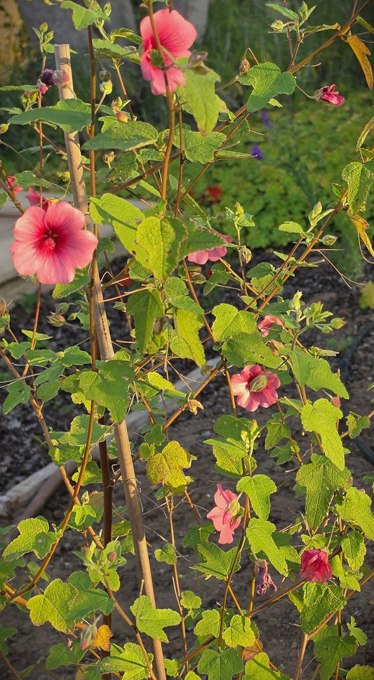 Anisodontea x  ' Tara's Cape Mallow'