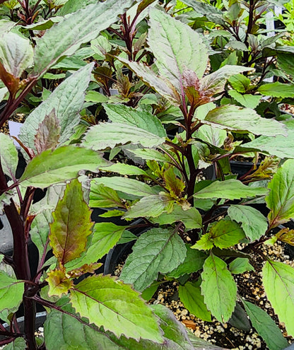 Trachelium caeruleum 'Black Night'